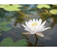 Ninfea 'Water Pagel' - Pianta Acquatica Rustica Viva a Radice Nuda Fiore Rosa Chiaro a Coppa - Per Laghetti e Vasche - Fioritura Estiva Lunga - Coltivata in Italia