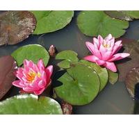 Ninfea ‘Yuh ling’ - Pianta Acquatica Rustica a Radice Nuda Elegante Fiore Rosa-Viola Intenso - Per Laghetti e Stagni - Fioritura Estiva Prolungata - Coltivata in Italia