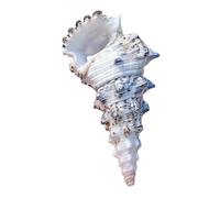 NINHFTDROU Decorazione conchiglia 10/11 cm, grandi conchiglie naturali, conchiglie di granchio eremita for riempire vasi, piante aeree, decorazioni for matrimoni, feste a tema spiaggia