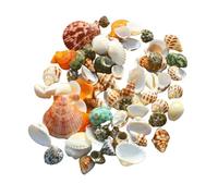 NINHFTDROU Decorazione conchiglia 100 pezzi, conchiglie - conchiglie miste da spiaggia - conchiglie naturali di varie dimensioni for la creazione di riempitivi for vasi for acquari Decorazioni for la