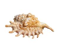 NINHFTDROU Decorazione conchiglia 12/14 cm, 1 pz grande conchiglia naturale, conchiglie for decorazioni for la casa fai da te, collezionisti di conchiglie, piante aeree