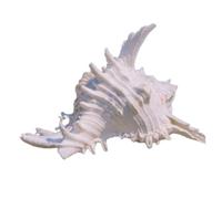 NINHFTDROU Decorazione conchiglia 15/17 cm, conchiglia - grandi conchiglie naturali di mare dimensioni da 2,8" a 8,3" opzionale, for forniture di paguri e decorazioni da spiaggia grandi conchiglie di