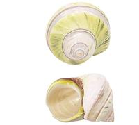 NINHFTDROU Decorazione conchiglia Conchiglie di granchio eremita Crescita Conchiglia Grande Conca Lumaca 2 PZ, Decorazione naturale for acquario Decorazione Artigianato