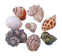NINHFTDROU Decorazione conchiglia Conchiglie di granchio eremita da grandi a medie Conchiglie di granchio eremita Conchiglie di conchiglia naturali for conchiglie di ricambio for eremiti Forniture for