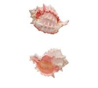 NINHFTDROU Decorazione conchiglia Conchiglie di granchio eremita medie 2 pezzi, conchiglie di lumache muffin, conchiglie turbo | Conchiglie di lumache di terra giganti, casetta for granchio eremita fo