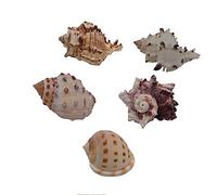 NINHFTDROU Decorazione conchiglia Conchiglie di granchio eremita medie 5 pezzi, conchiglie di lumache muffin, conchiglie di lumache di terra Turbo Shells, casetta for granchio eremita for acquario