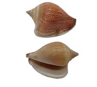 NINHFTDROU Decorazione conchiglia Conchiglie di granchio eremita naturale 2 pezzi, conchiglie di mare dai colori lucidi, 0,78-1,57 pollici, perfette for un granchio eremita in crescita