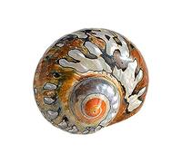 NINHFTDROU Decorazione conchiglia Gusci di granchio eremita Dimensioni apertura 0,6~2 pollici Forniture for granchio eremita Gusci di granchio eremita naturali