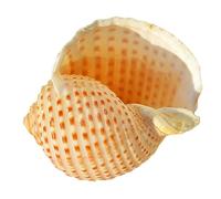 NINHFTDROU Decorazione conchiglia Gusci di granchio eremita Forniture for granchio eremita Dimensioni apertura 1~3 pollici Gusci di granchio eremita naturale