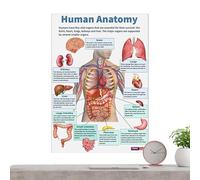 Nixiara Poster Di Anatomia | 16 Poster dello Scheletro Umano,Tavole Anatomiche Pedagogiche per Studenti e Insegnanti