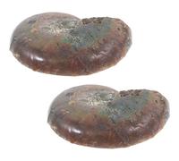NIYANGLE Campione di Ammonite 2 Pezzi da 2-3 Cm, Modelli Educativi e Decorativi, Esemplari Scientifici per Apprendimento e Arredamento Casa Ufficio