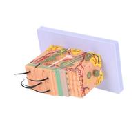 NIYANGLE Modello di Anatomia Didattica della Pelle Ingrandito 35 Volte, Modello Anatomico Sezionale Orizzontale in Plastica per Studio e Insegnamento Scientifico in Classe e Laboratorio