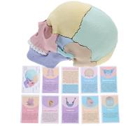 NIYANGLE Modello di Cranio Anatomico Staccabile 3d per Studio Medico e Didattico, Scheletro Umano Dettagliato per Apprendimento Orale e Decorazione Scientifica