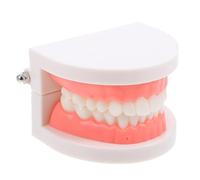 NIYANGLE Modello Di Denti Educativi Standard Per Adulti e Bambini Modello Di Bocca Dimostrativo Per Insegnamento Odontoiatrico Facile Da e Manutenere Realistico e Dettagliato