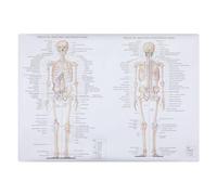 NIYANGLE Poster Anatomia Umana su Seta Strati Schema Muscoli Scheletro in Inglese per Studio Scientifico e Didattico Decorazione per Aula e Laboratorio