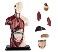 Nizirioo Modello anatomico del corpo umano, 8 pezzi rimovibile (24,5 cm), modello anatomico umano, per studenti di medicina, medici e insegnanti, display per formazione prescolare