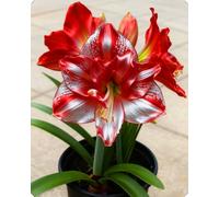 NMYHKD Amaryllis elegante per interni e esterni - Colori vivaci e forme armoniose che donano stile a ogni ambiente-1bulbi-E
