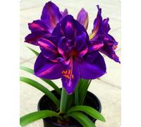 NMYHKD Amaryllis elegante per interni e esterni - Colori vivaci e forme armoniose che donano stile a ogni ambiente-4bulbi-B