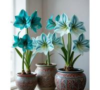 NMYHKD Amaryllis ornamentale da vaso - Facile da curare, con fiori spettacolari che illuminano casa e giardino-4bulbi-C