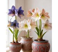 NMYHKD Amaryllis ornamentale da vaso - Facile da curare, con fiori spettacolari che illuminano casa e giardino-4bulbi-A