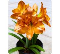 NMYHKD Amaryllis ornamentale per ambienti luminosi - Colori brillanti e forme armoniose che rendono ogni spazio accogliente-5bulbi-E