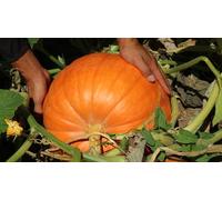 NO-GMO 18 semi, zucche giganti, semi di zucca Big Max, semi di Erboom da giardino vegetale