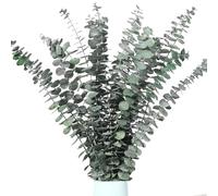 Noaxylic 12 Pezzi Eucalipto Essiccati Steli 45cm, Foglie di Eucalipto Artificiali, Foglie Verdi per Composizioni Floreali, per Composizioni Floreali, Decorazione per La Casa, Feste di Nozze