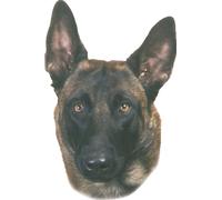 Nobby Adesivi Malinois 120 x 150 mm, 2 pezzi