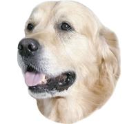 Nobby Adesivo Golden Retriever 120 x 150 mm, set da 2