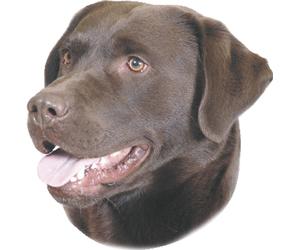 Nobby Adesivo Labrador marrone 120 x 150 mm, set da 2