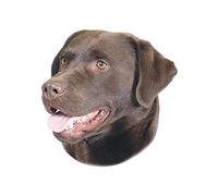 Nobby Adesivo Labrador Marrone