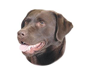 Nobby Adesivo Labrador Marrone