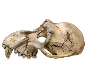 Nobby Monkey Skull acquario decorativo, 22.5 x 14.5 x 11 cm