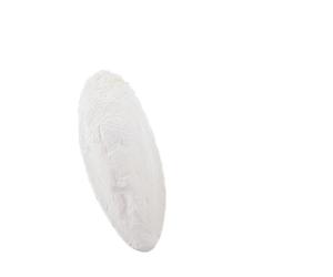 Nobby Sepia-Schalen 5-6 pollici, scatola 1 kg