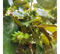 nocciola alavela alavela di interni esotici resistenti per giardini di rocce semi di alavela giardino di interni giardino del balcone con letti 10pcs