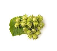 nocciola avellano perenni resistenti all'aria aperta selvatica avellano semi decorativi interni esotici balcone con letti elevati 50pcs