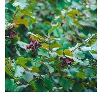 nocciola - giardini interni resistenti rocce resistenti giardino balcone 20pcs