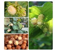 nocciola - giardino da giardino resistenti all'esterno resistenti interni esotici balcone con parterre 100pcs