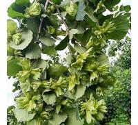 nocciola giardino di balcone resistente alvellano semi di balcone con letti elevati giardino semi 50pcs