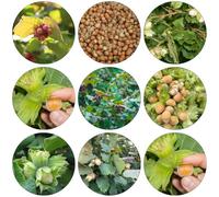 nocciola semi di avellano perenni resistenti giardino selvatico resistenti giardino balcone interni esotici interni 15pcs