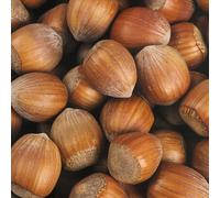 Nocciola Truchsessa 2L - Una delle nocciole più grandi