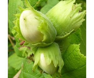 Nocciola Webba Prize 2L - È un buon impollinatore per altre varietà