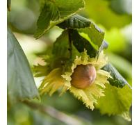 Nocciolo "Corylus avellana" Tonda di Giffoni in vaso ø18 cm h 100/150 cm