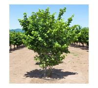 Nocciolo "Corylus avellana" Tonda di Giffoni pianta in vaso ø24 cm h. 100/150 cm