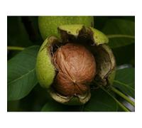 Noce bianco da frutto "Juglans regia" pianta in vaso 19 h 130/160 cm