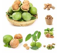 noce - semi semi di noce inverno di noce Noci, resistenti per il giardino resistenti all'inverno per 6pcs