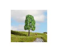 Noch frassino, 20101