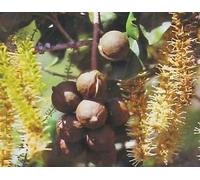 Noci di macadamia Hawaiian ~ Crescere Dado Albero di Semi Seeds ONLY