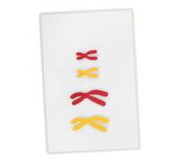 NOLITOY 1 Set Componenti Del Cromosomico Modelli Di Insegnamento Della Biologia Didattico Di Biologia Oggetto Di Studio Biologico Fornitura Scolastica Magnete