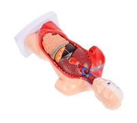 NOLITOY Modello Anatomico Cuore e Organi Umani Smontabile per Insegnamento Struttura Dettagliata e Affidabile per Studenti e Appassionati